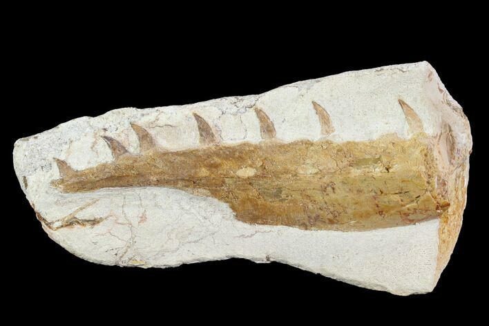 Mosasaur (Tethysaurus) Jaw Section - Goulmima, Morocco #89247
